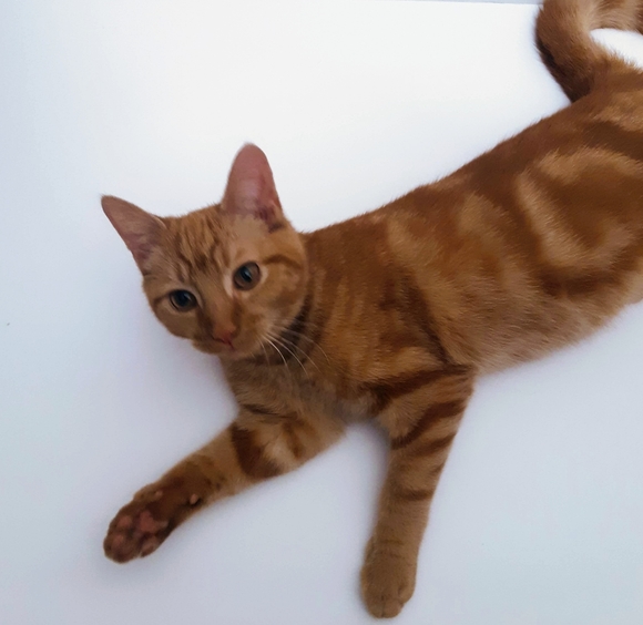 Meet your Posher, Purrmikitty - Picture 6 of 17